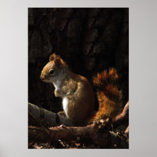 Poster Squirrel in a Patch of Sunlight