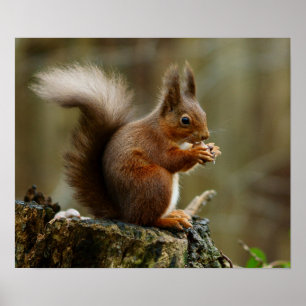 Poster Squirrel posing