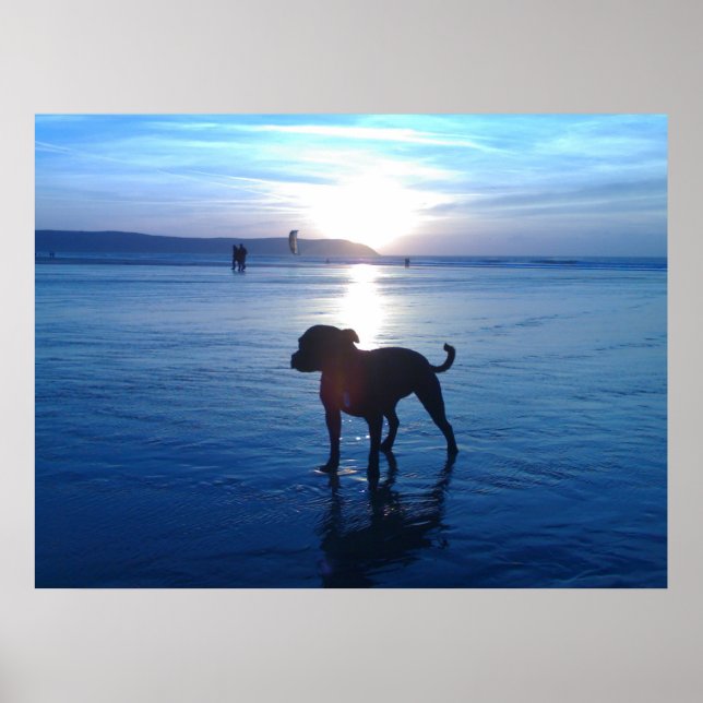 Poster Staffordshire Bull Terrier (Devant)