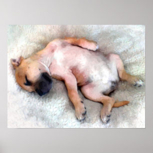 Poster Staffordshire Bull Terrier Puppy