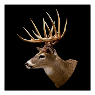 Poster Stag Buck Deer