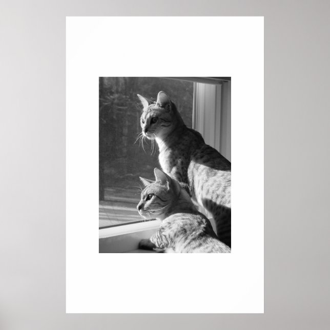 Poster Stalk de chats du Bengale (Devant)