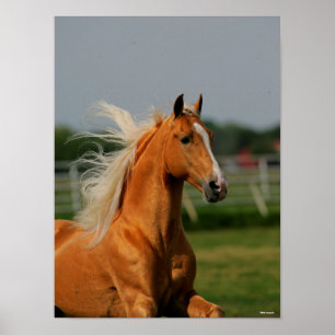 Poster Stallion à cheval Palomino Tennesee