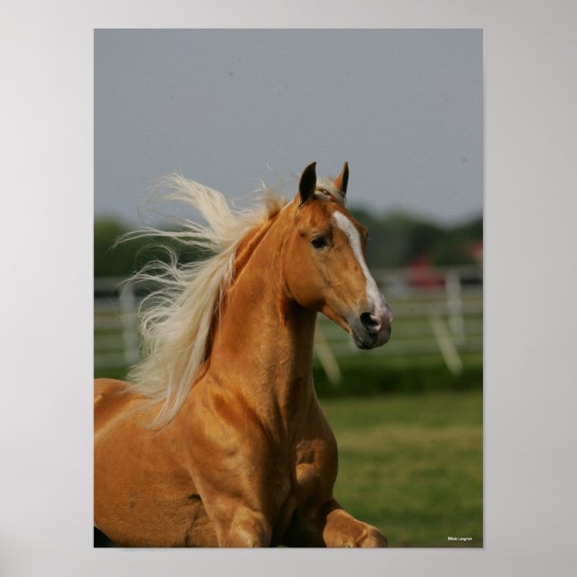 Poster Stallion à cheval Palomino Tennesee (Devant)