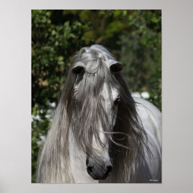 Poster Stallion Andalou Gris Capture d'écran Long Mane (Devant)