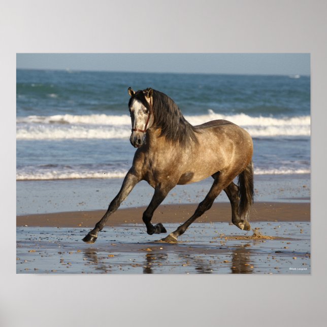 Poster Stallion Andalou Gris Dappé Sur La Plage (Devant)