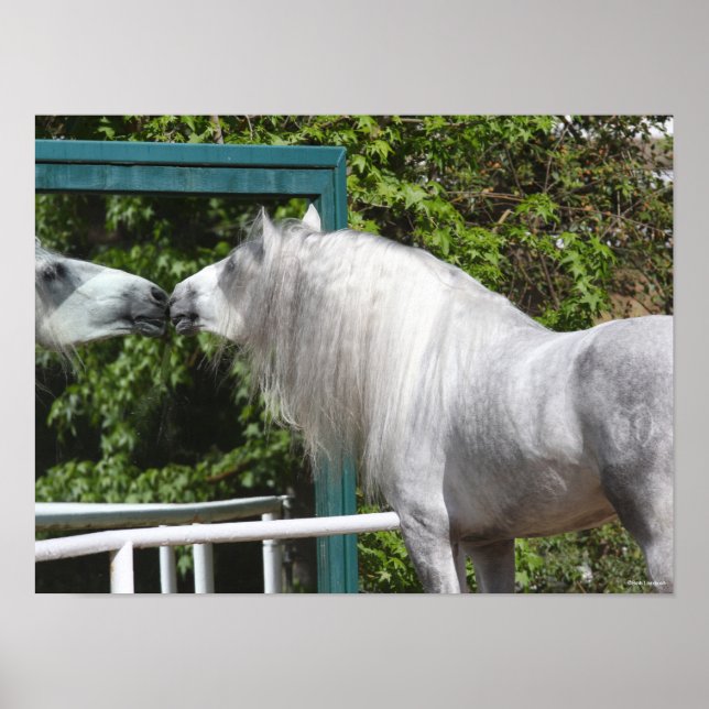 Poster Stallion Andalou Gris Regardant En Miroir (Devant)