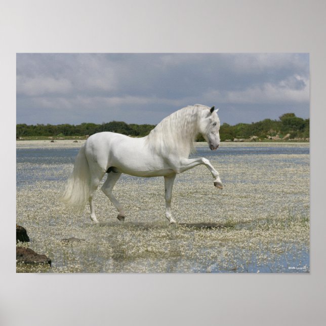 Poster Stallion Andalou Gris Se Trouvant Dans Le Lac (Devant)