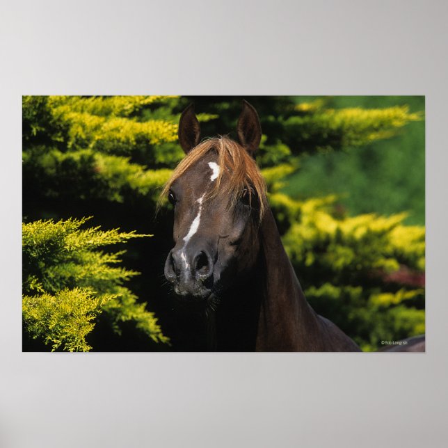 Poster Stallion arabe (Devant)