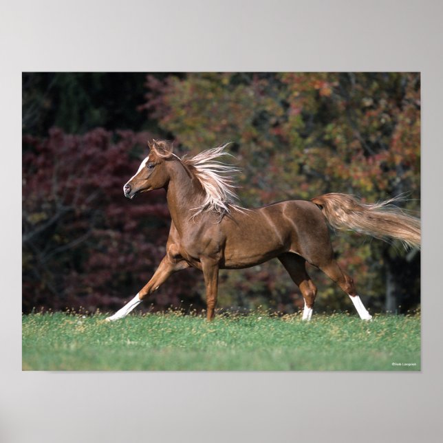 Poster Stallion Arabe Courant Fluant Mane Et Queue (Devant)