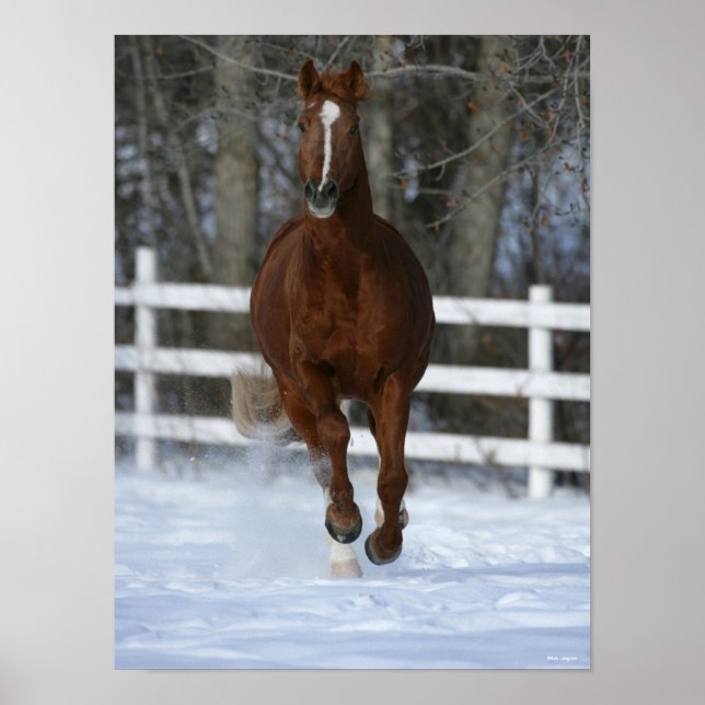 Poster Stallion Chestnut Trakehner Dans La Neige (Devant)