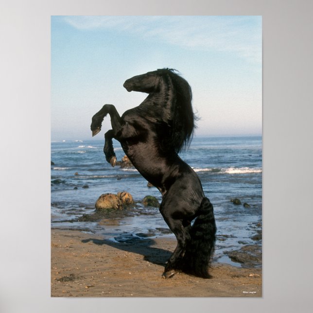 Poster Stallion Friésien Noir Élevant Sur La Plage (Devant)