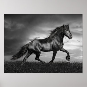 Poster Stallion friésien Noir Parcours Sur Le Terrain