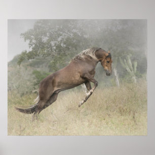 Poster Stallion Mangalarga Marchador à Liberty