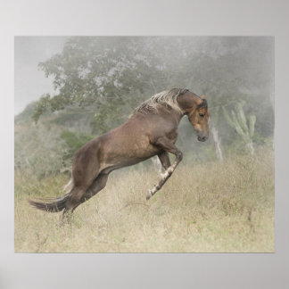 Poster Stallion Mangalarga Marchador à Liberty