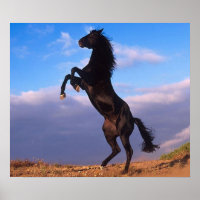 Stallion noir