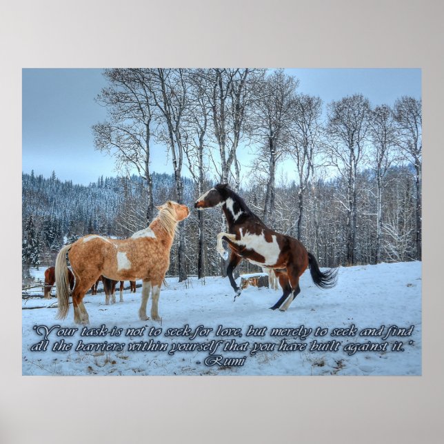 Poster Stallions Pinto Paint, Citation Neige & Rumi (Devant)