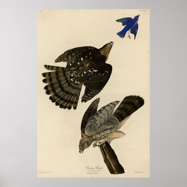 Poster Stanley (Cooper's) Hawk Audubon's Birds of America (Devant)