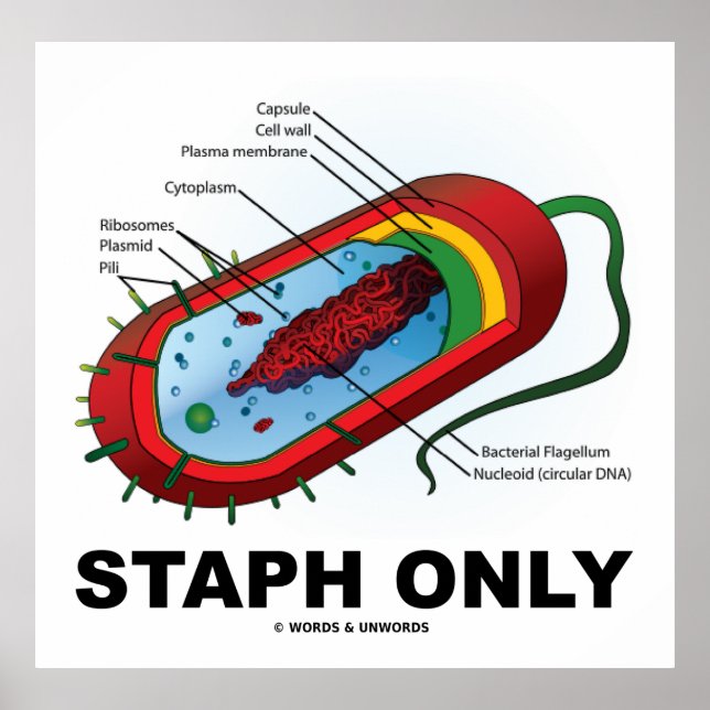 Poster Staph seulement (Bacterium Diagram Prokaryote Bact (Devant)