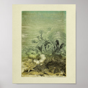 Poster Star Fish Marine Life Couleur Art
