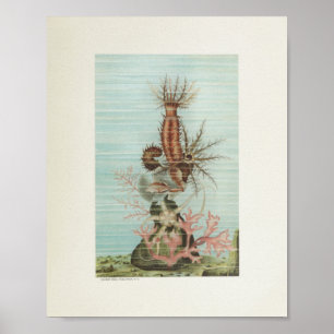 Poster Starfish Corail Color Art Imprimer Marine Life