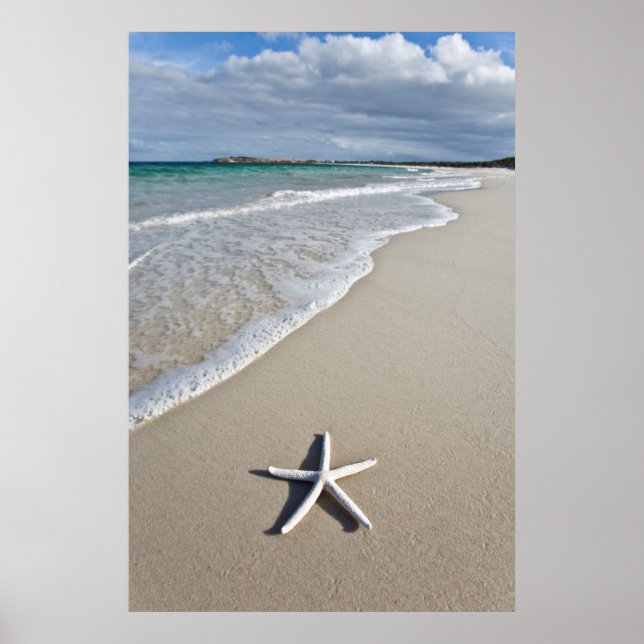 Poster Starfish Sur Une Plage Éloignée (Devant)