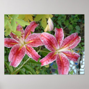 Poster Stargazer Lilies Jardin Floral