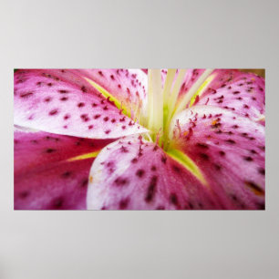 Poster Stargazer Lily brillant Magenta Floral