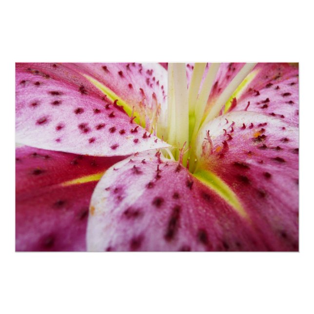 Poster Stargazer Lily brillant Magenta Floral (Devant)