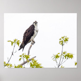 Poster Staring Osprey