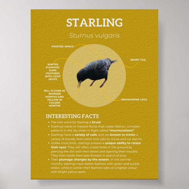 Poster Starling (Devant)