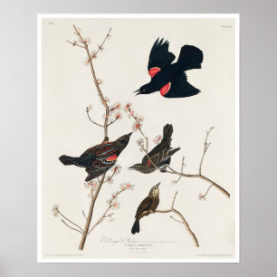 Poster Starling à ailes rouges, ou Blackbird marécageux p
