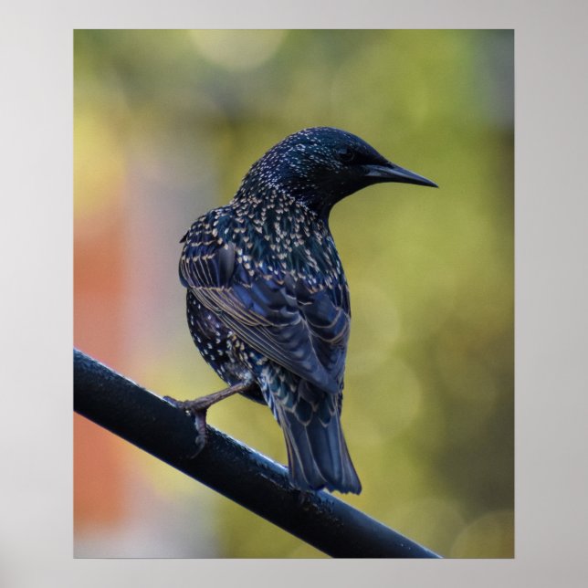 Poster Starling européen (Devant)