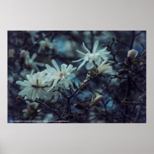 Poster Starry Magnolia