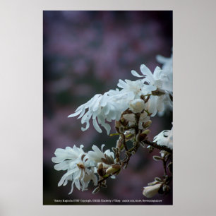 Poster Starry Magnolia