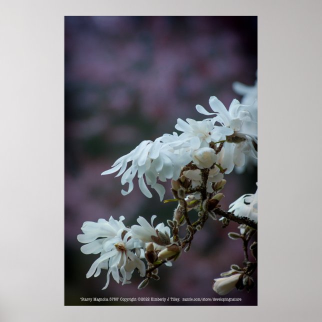 Poster Starry Magnolia (Devant)
