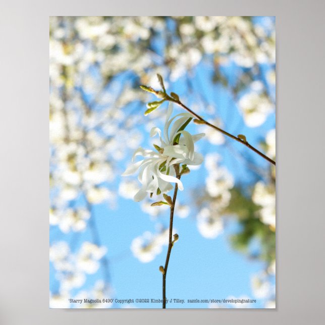Poster Starry Magnolia 6490 (Devant)