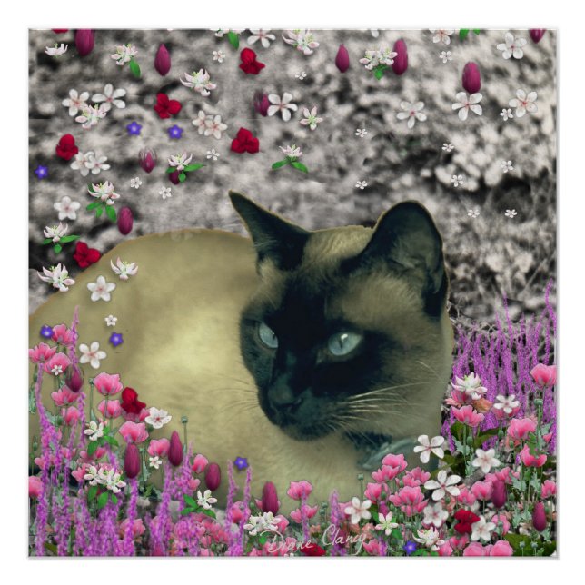 Poster Stella en Fleurs I, Chocolat & Crème Chat Siamese (Devant)
