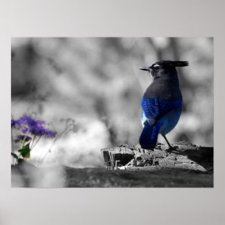 Poster Steller Jay