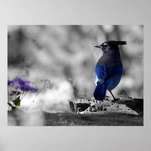 Poster Steller Jay (Devant)