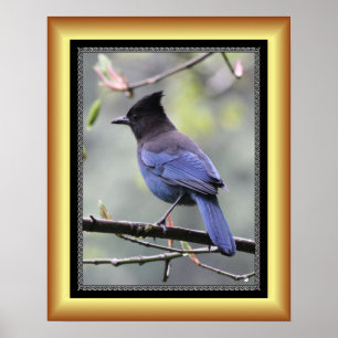 Poster "Steller’s Jay" ~ Golden Frame Series 001 ~