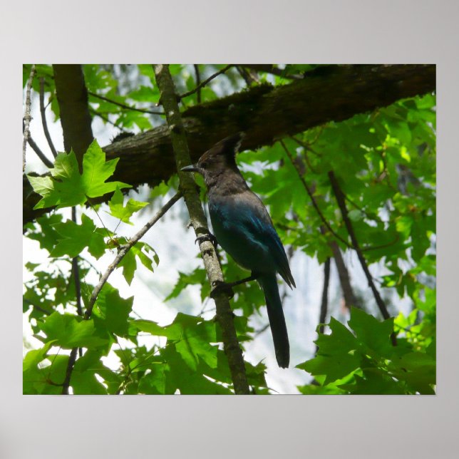 Poster Steller's Jay dans le parc national de Yosemite (Devant)