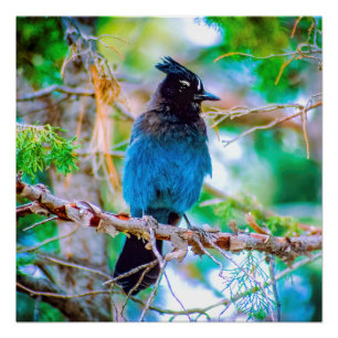 Poster Steller's Jay - Photographie originale