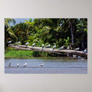 Poster Sternes royaux, estuaire du fleuve Tortuguero - Co