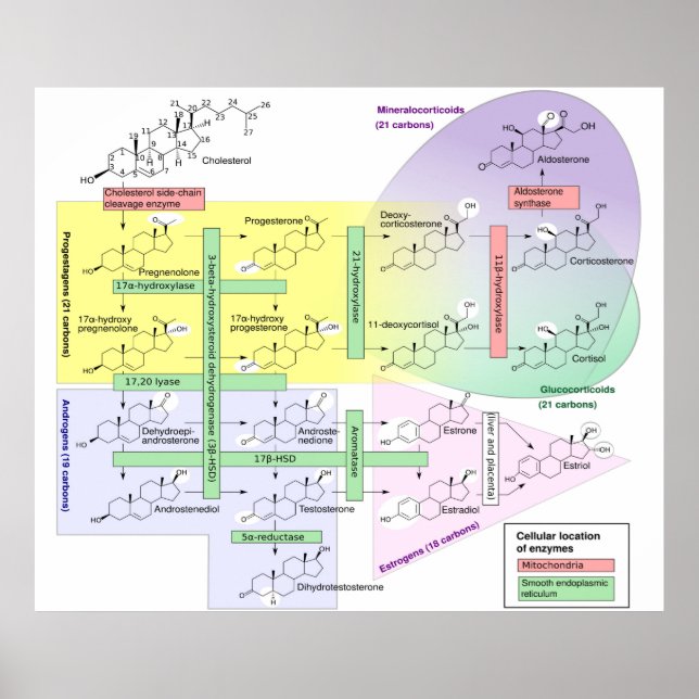 Poster Steroidogenèse humaine Diagramme Biologique Chimiq (Devant)