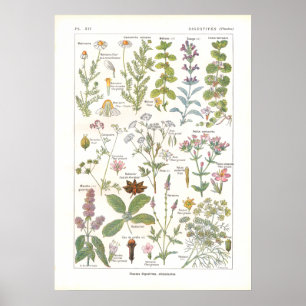 Poster Stimulants digestifs de plantes médicinales en