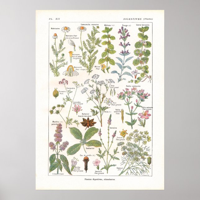 Poster Stimulants digestifs Plantes médicinaux en françai (Devant)
