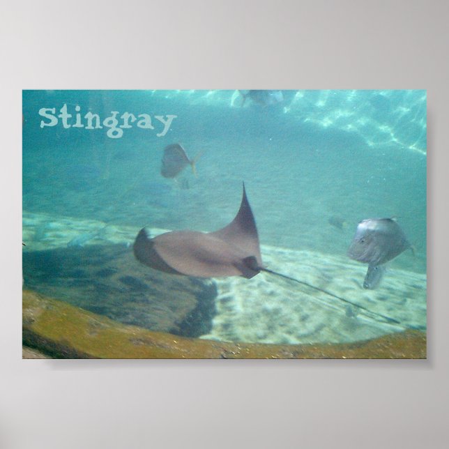 Poster Stingray (Devant)