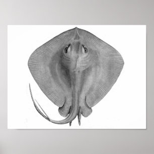 Poster Stingray à queue courte (Dasyatis brevicaudata)