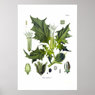 Poster Stramonium de datura